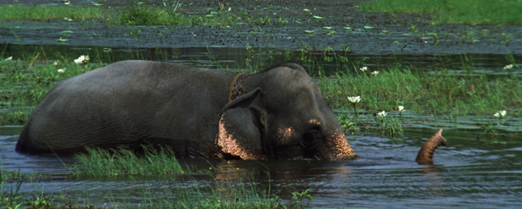 Taprobana